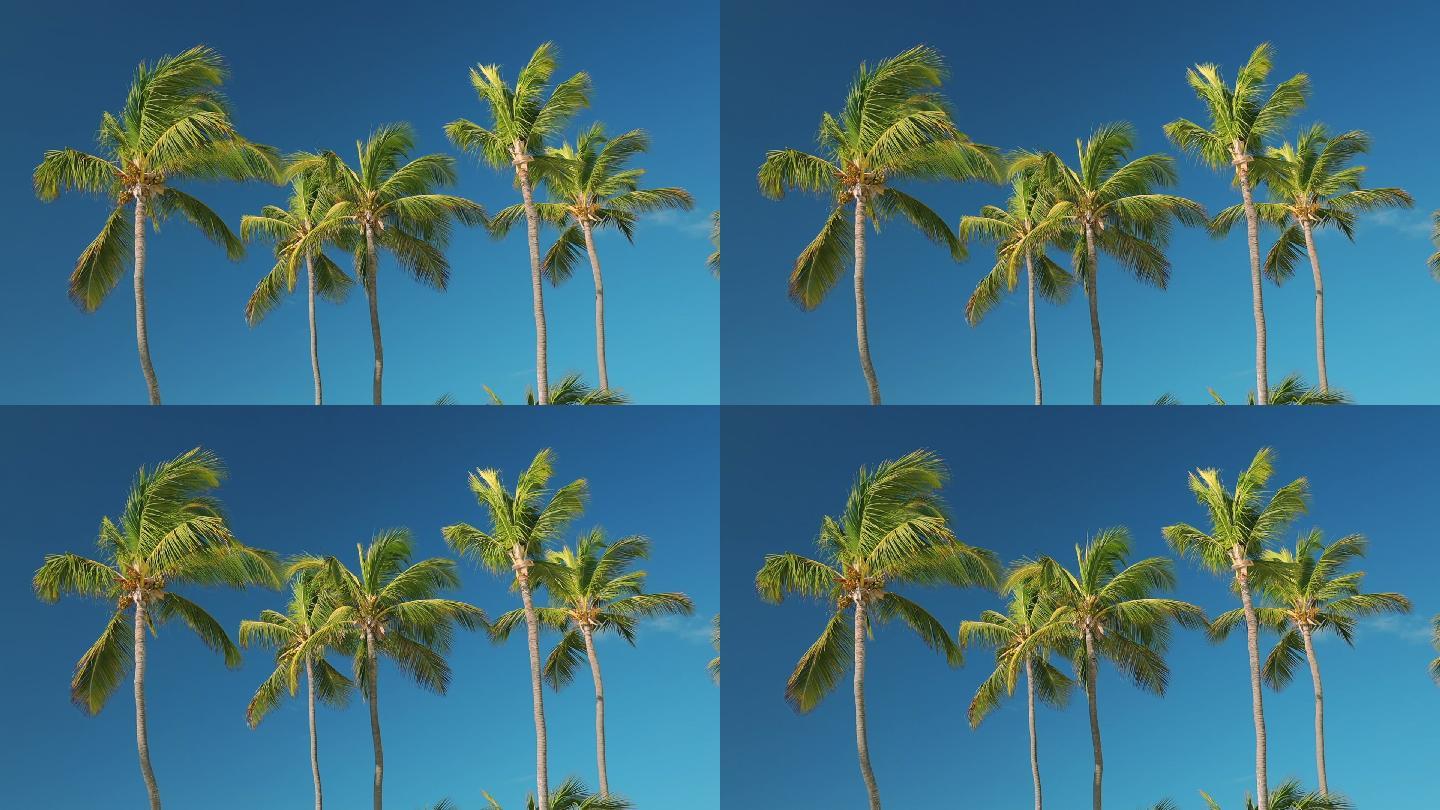 棕榈树映衬着晴朗的蓝天