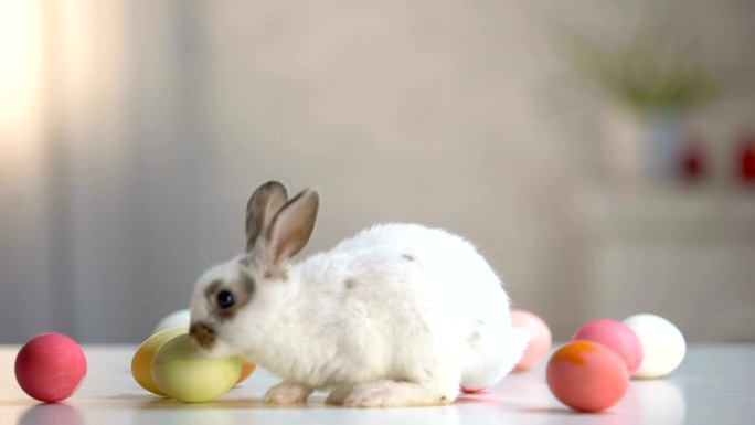 毛茸茸的兔子宠物兔小兔子玩偶小白兔