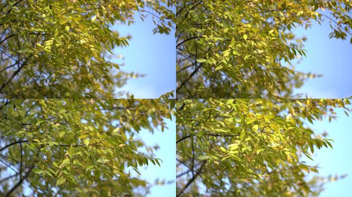 秋天树叶随风飘动蓝色天空