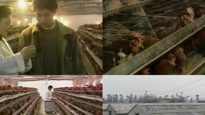 90年代成都养殖鸡场