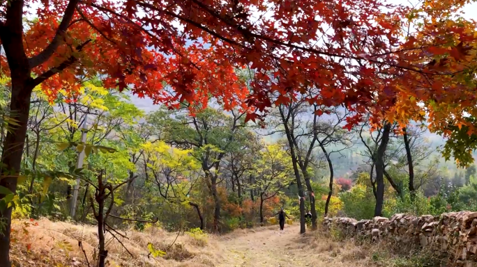 晚秋小香山红叶