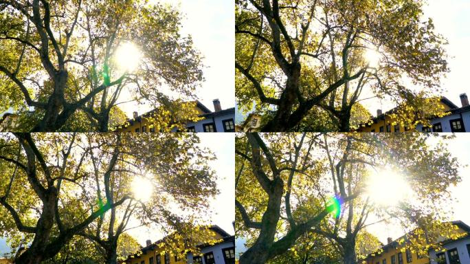 阳光穿过树木金秋十月阳光灿烂艳阳高照