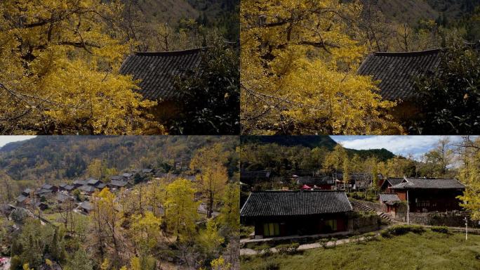 航拍银杏古树乡村生活宁静旅游宣传片素材