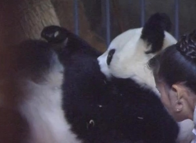 熊猫产下一对双胞胎