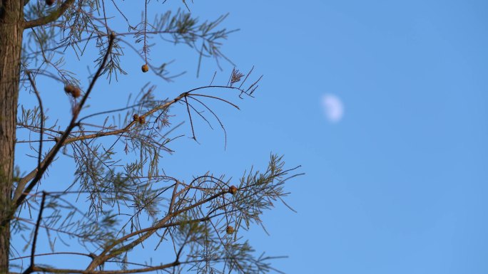 傍晚月亮半月变焦定镜头飞机枯树枝