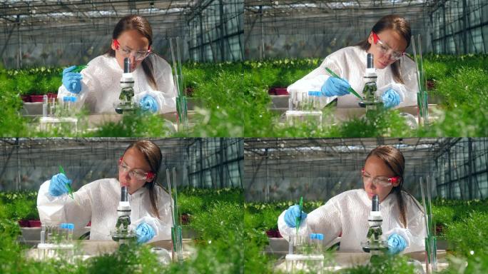 这位女植物学家在研究嫩芽时使用显微镜。