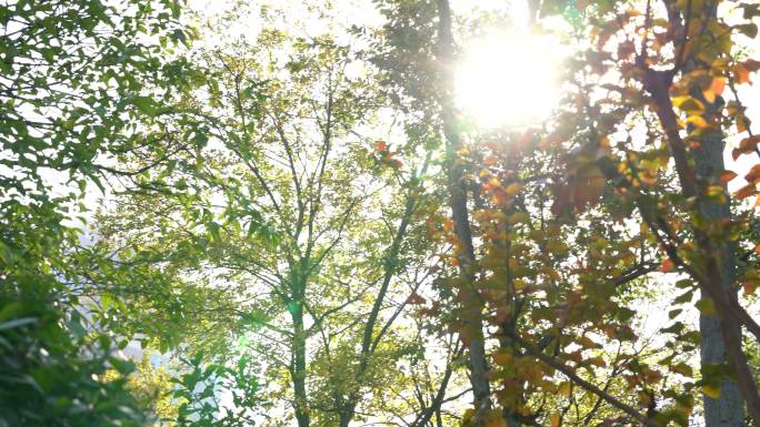 阳光透过树叶树林光晕