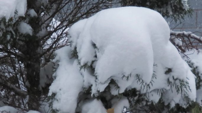 大雪柏树枝积雪