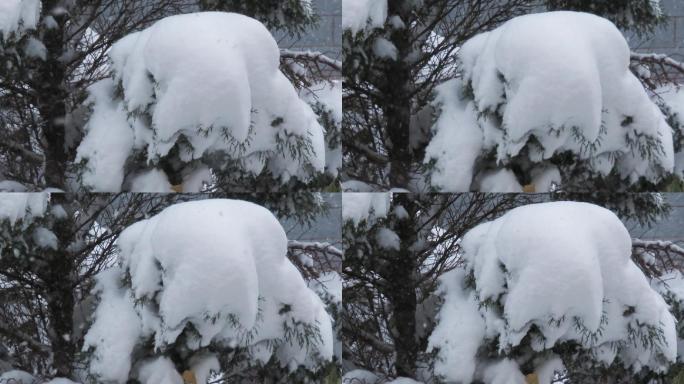 大雪柏树枝积雪