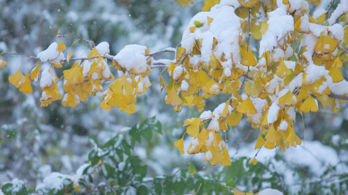 雪 下雪