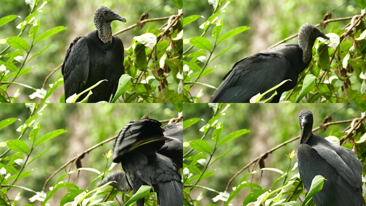 黑秃鹫在丛林中转身的特写镜头