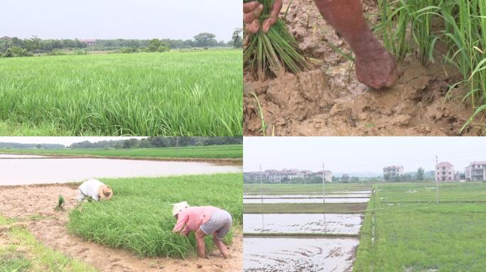 农田一片水稻插秧