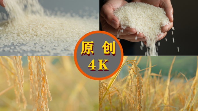 4K小康生活 东北大米 水稻