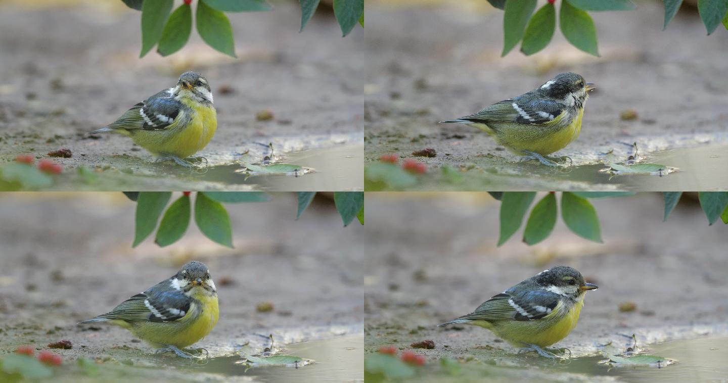 4K小黄鸟喝水