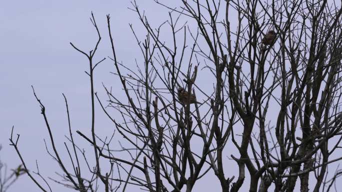 冬季枯树树上的麻雀