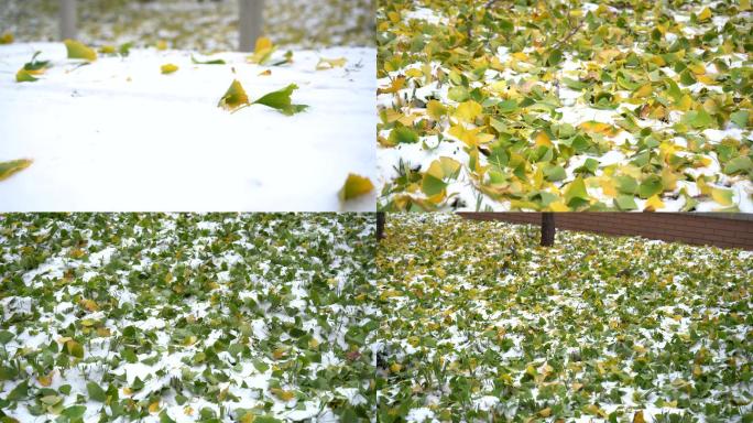 雪后银杏树下的落叶【4k原创】
