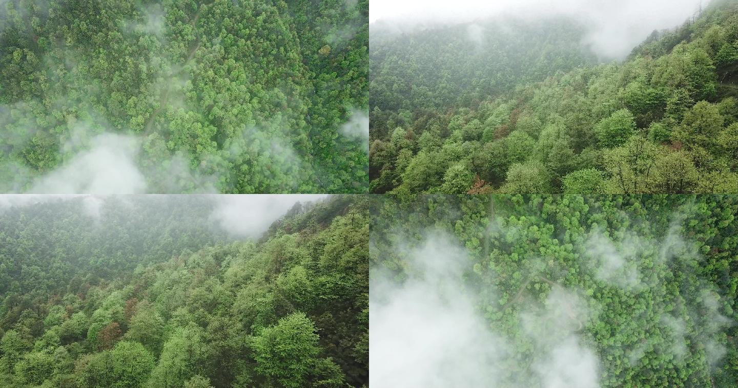 航拍原生态自然森林