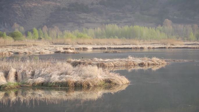 泸沽湖草海