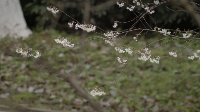微风中的小白花
