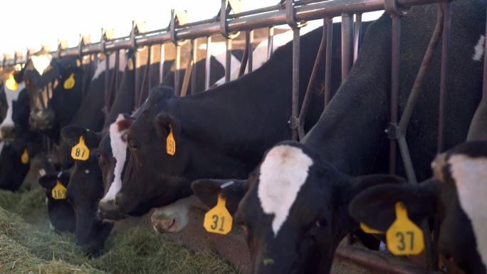 圈里的牛在吃干草奶牛养殖喂牛牛吃草吃饲料
