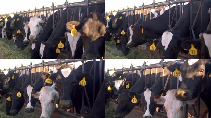 圈里的牛在吃干草奶牛养殖喂牛牛吃草吃饲料