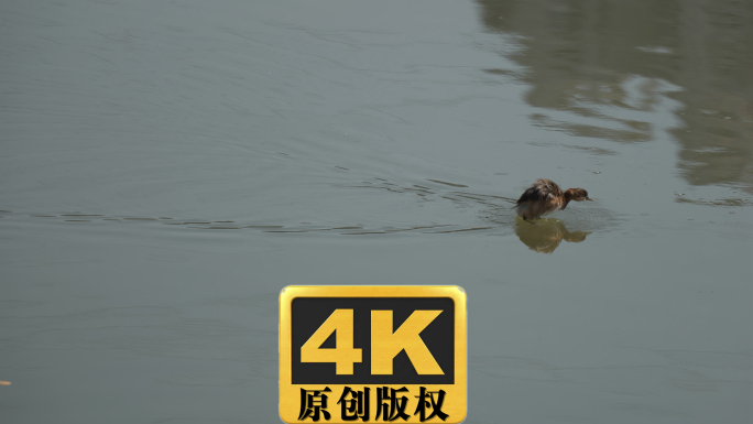 野鸭子小䴙䴘实拍视频素材4K