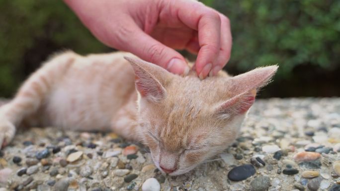 在街上抚摸流浪野猫的女人。