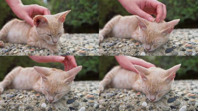 在街上抚摸流浪野猫的女人。