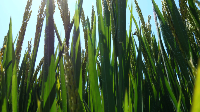 农业水稻机械化收割