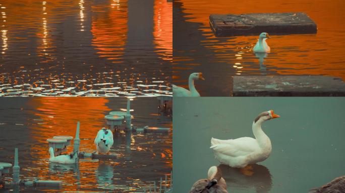 湿地夕阳黄昏湖面的野鸭