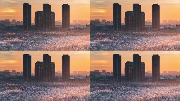 4K东北黑龙江哈尔滨冰雪城市森林延时摄影