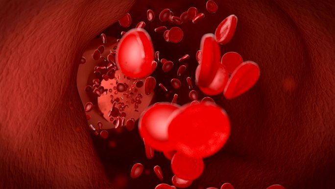 红血球红血球流经静脉