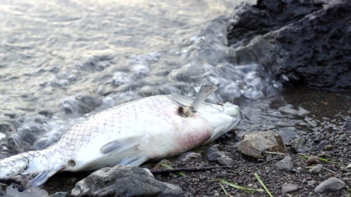 湖里的死鱼河滩死鱼烂虾水源水质