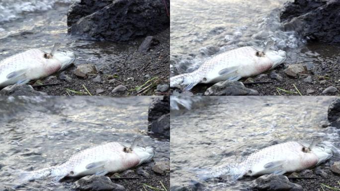 湖里的死鱼河滩死鱼烂虾水源水质