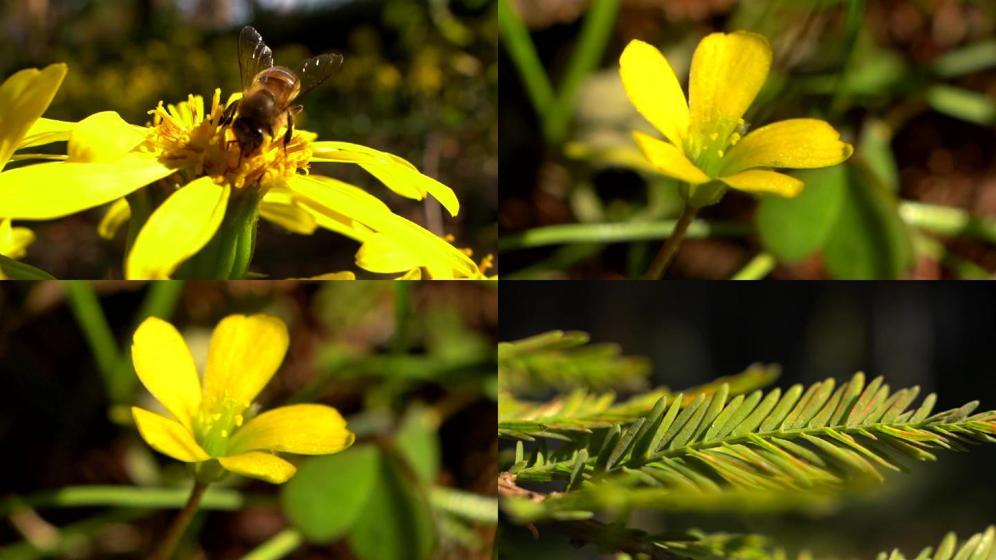 微距蜜蜂花朵树叶