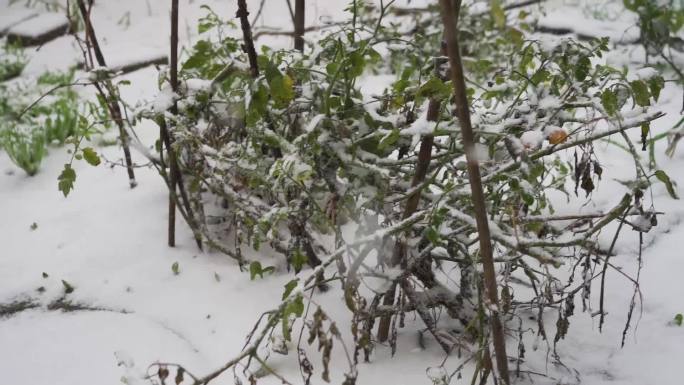 大雪下的西红柿