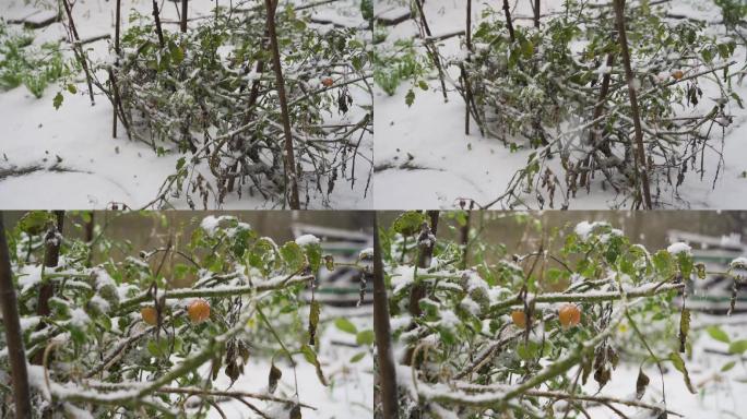 大雪下的西红柿