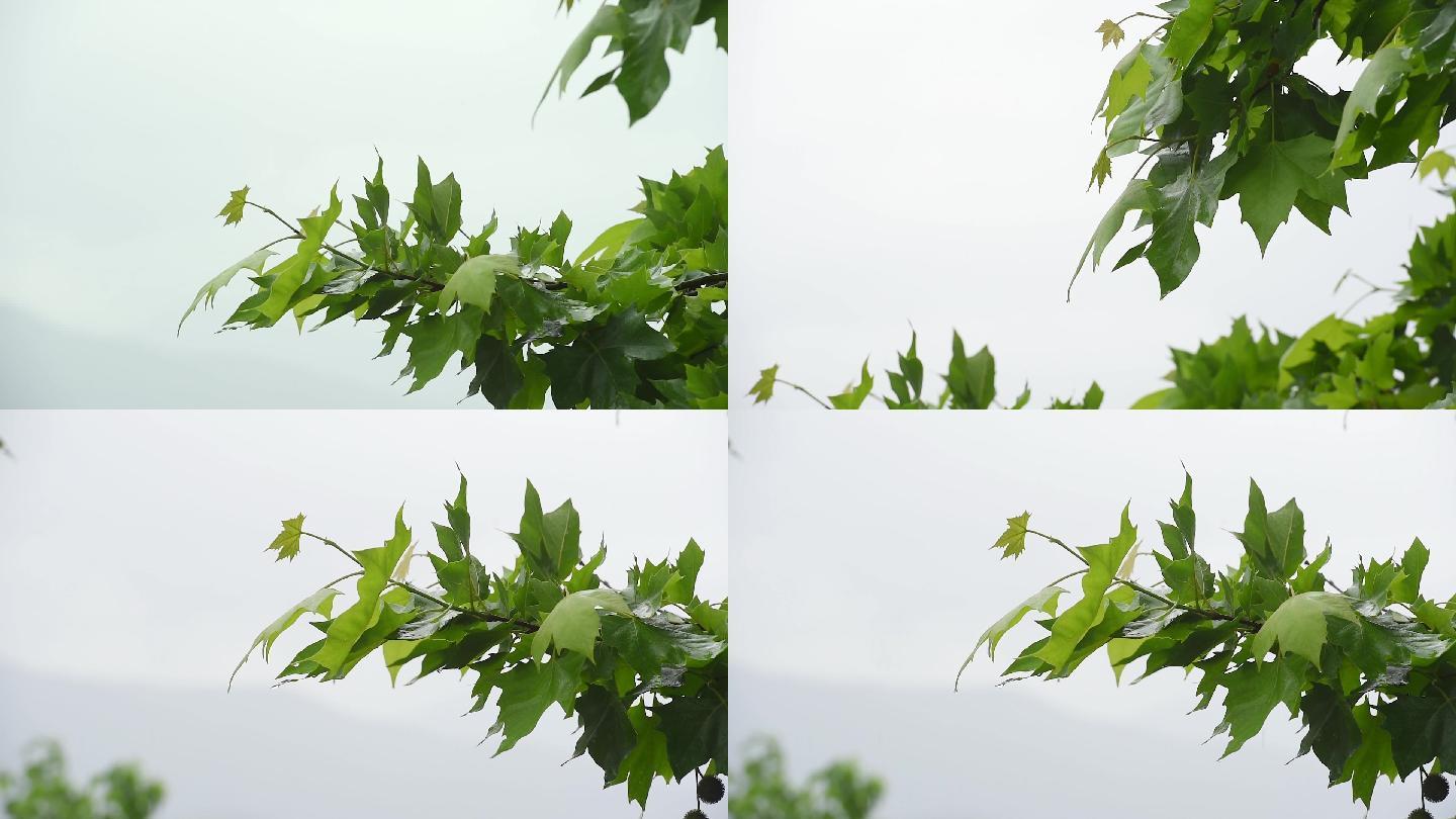 春季下雨水滴露珠绿叶春意盎然