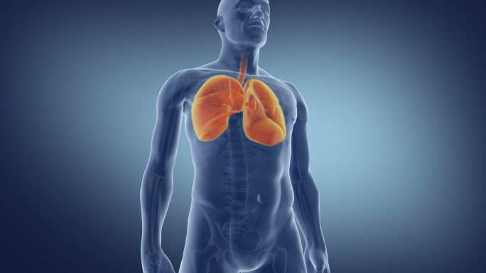 医学上精确的肺部动画。