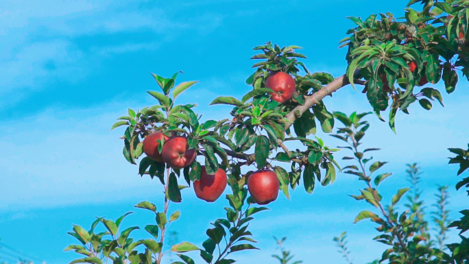 苹果苹果树树上的苹果果园水果
