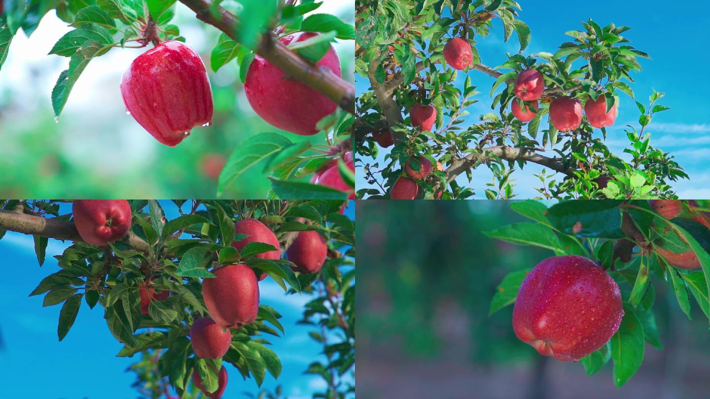 苹果苹果树树上的苹果果园水果