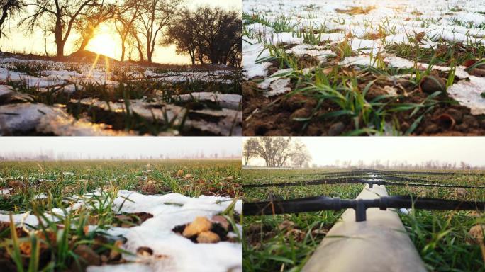 雪后冬小麦 节水滴灌