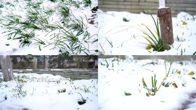 雪后的草地【4k原创】
