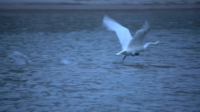 天鹅水面起飞唯美慢速实拍