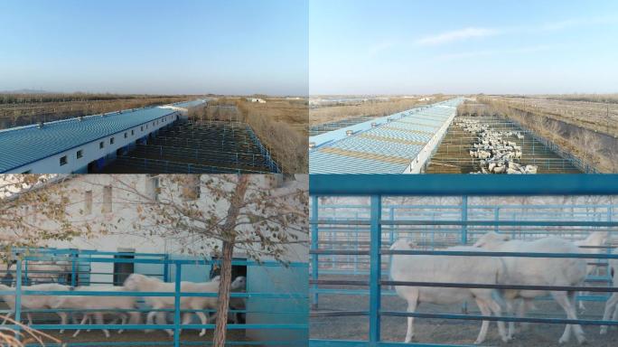 现代羊场养殖航拍