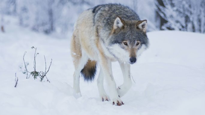 在冰雪覆盖的冬天，美丽的狼走近镜头