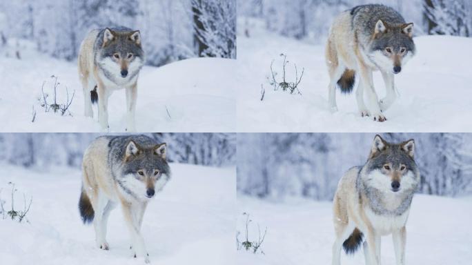 在冰雪覆盖的冬天，美丽的狼走近镜头
