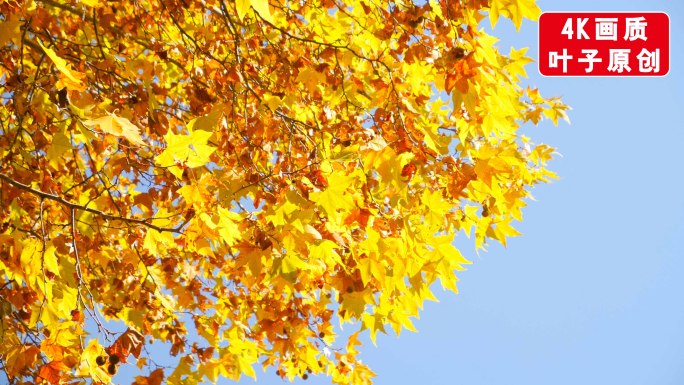 秋季金黄树叶