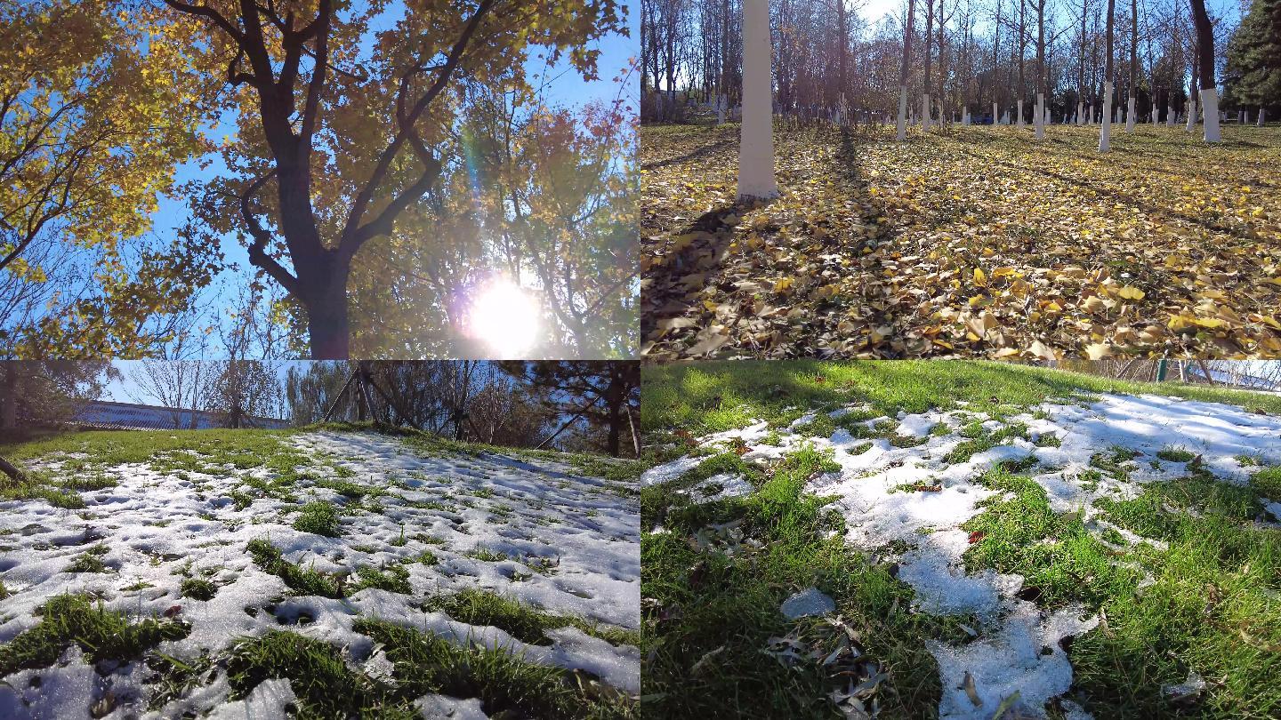 初冬公园初雪银杏叶覆盖在绿草上的雪