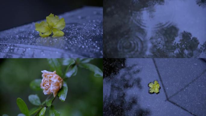 雨天花落在水上泛起涟漪唯美意境画面